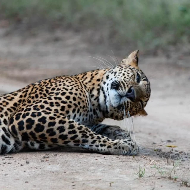 Hold on... did someone just say ‘free food’?"Shhh… I think I hear dinner moving underground!" 🐆👂🍽️

Captured by LT guest and friend francesmavor

#LeopardEavesdropping #DinnerDetective #StealthMode #Nature’sHunt #earsontheground #EavesdroppingLikeAPro #LeopardTactics #Nature’sStealth #SilentButDeadly