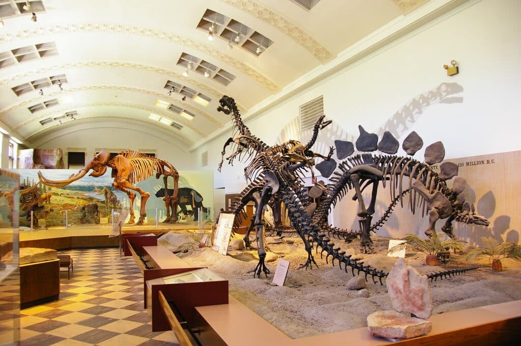 Dinosaur and mammoth skeletons at the Natural History Museum of Utah, a premier choice for indoor activities Salt Lake residents and tourists enjoy during bad weather.