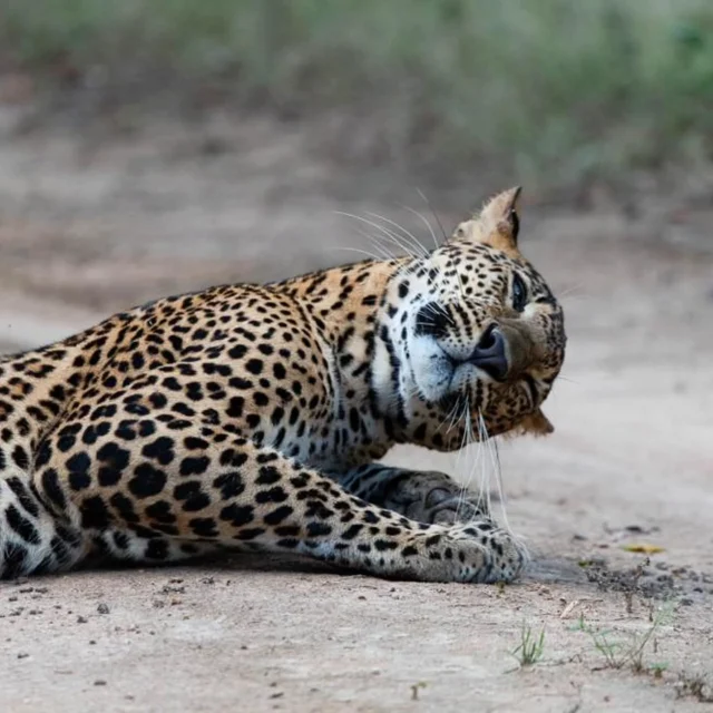 Hold on... did someone just say ‘free food’?"Shhh… I think I hear dinner moving underground!" 🐆👂🍽️

Captured by LT guest and friend francesmavor

#LeopardEavesdropping #DinnerDetective #StealthMode #Nature’sHunt #earsontheground #EavesdroppingLikeAPro #LeopardTactics #Nature’sStealth #SilentButDeadly